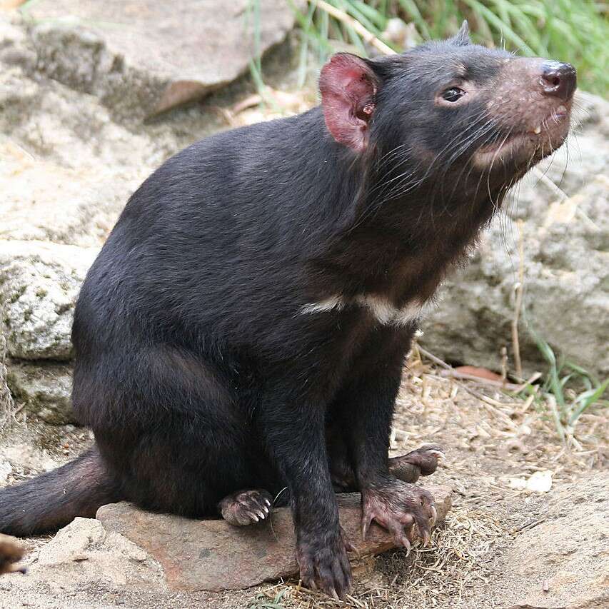 Plancia ëd Sarcophilus F. G. Cuvier 1837