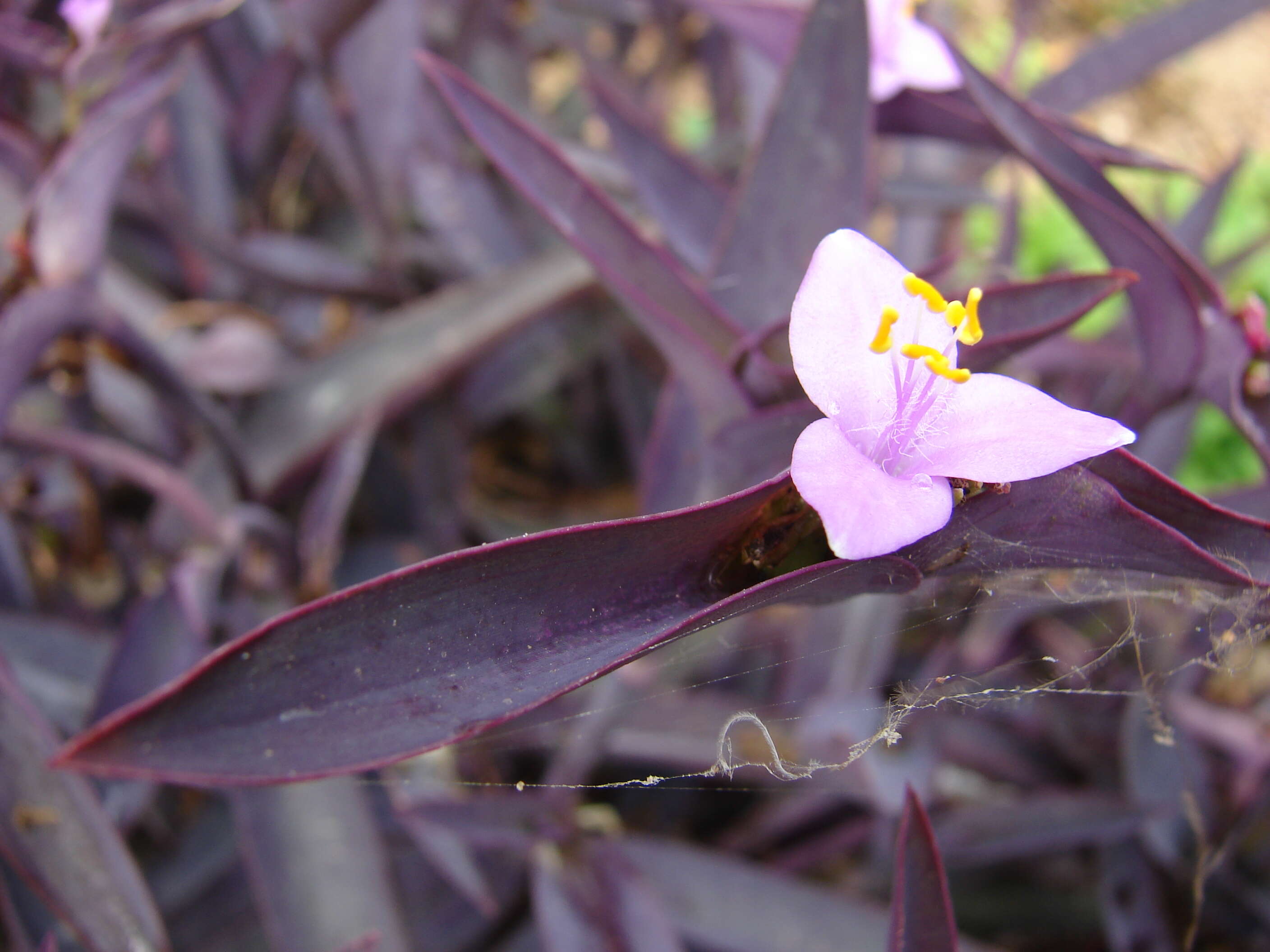 Image of purple heart