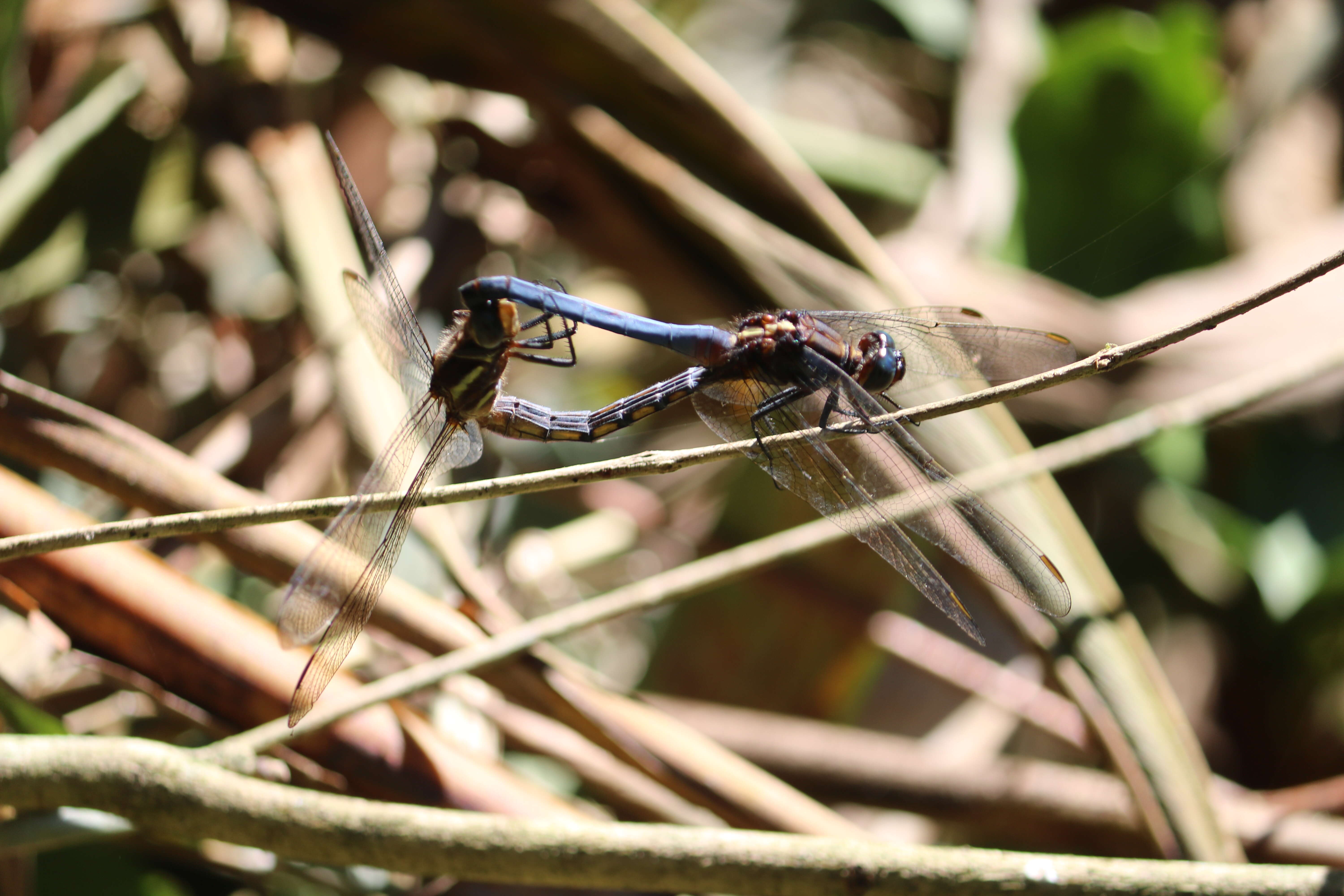 Image of blue marsh hawk