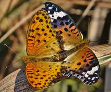 Image of Argynnis hyperbius