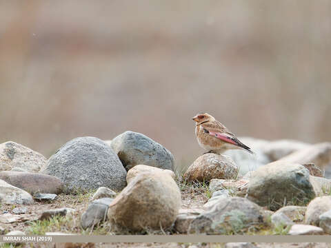 Image of Asian Crimson-winged Finch