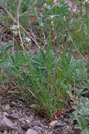 Image of Ballhead Sandwort