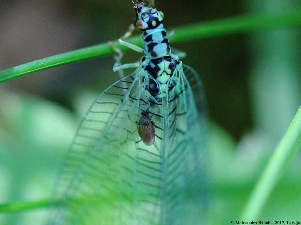 Image of Green lacewing