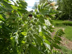 Image of black henbane