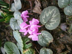 Image of Cyclamen coum Miller