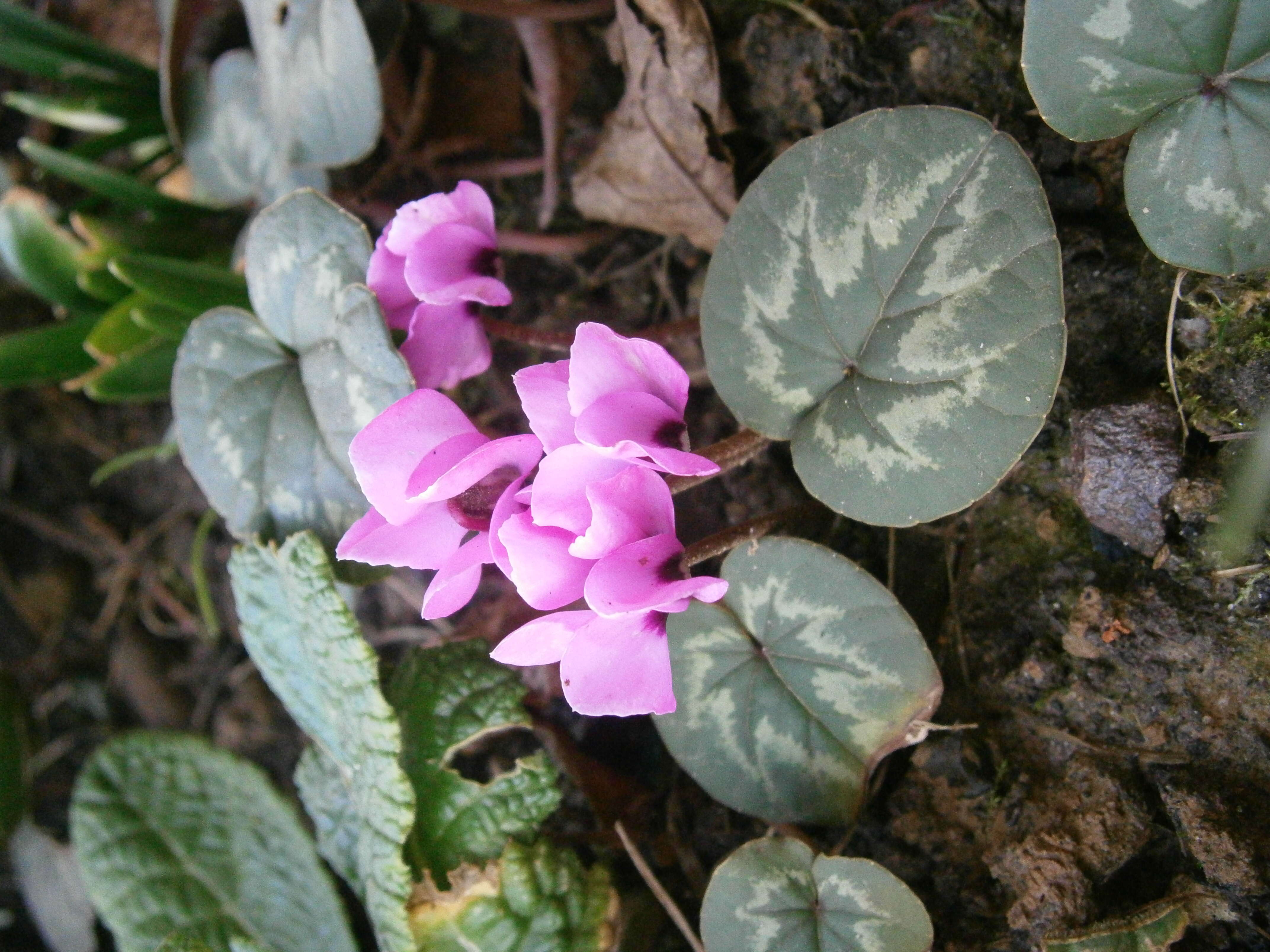 Image of Cyclamen coum Miller