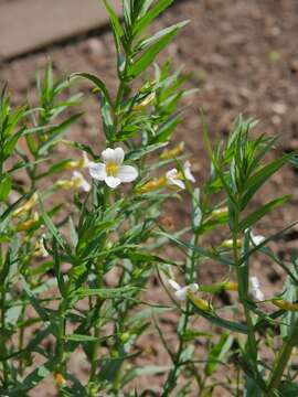 Image de Gratiole Officinale