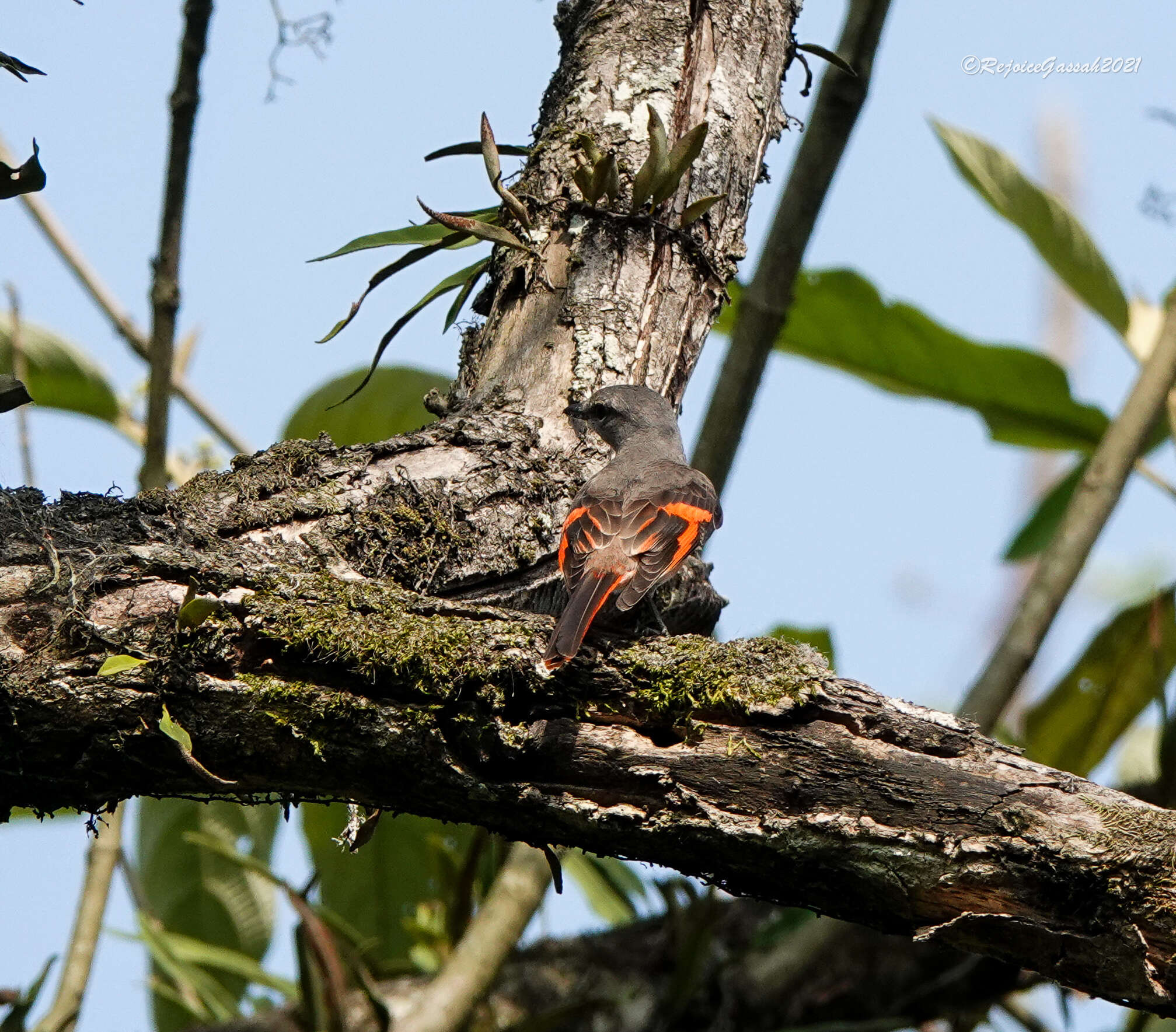 Image of Rosy Minivet