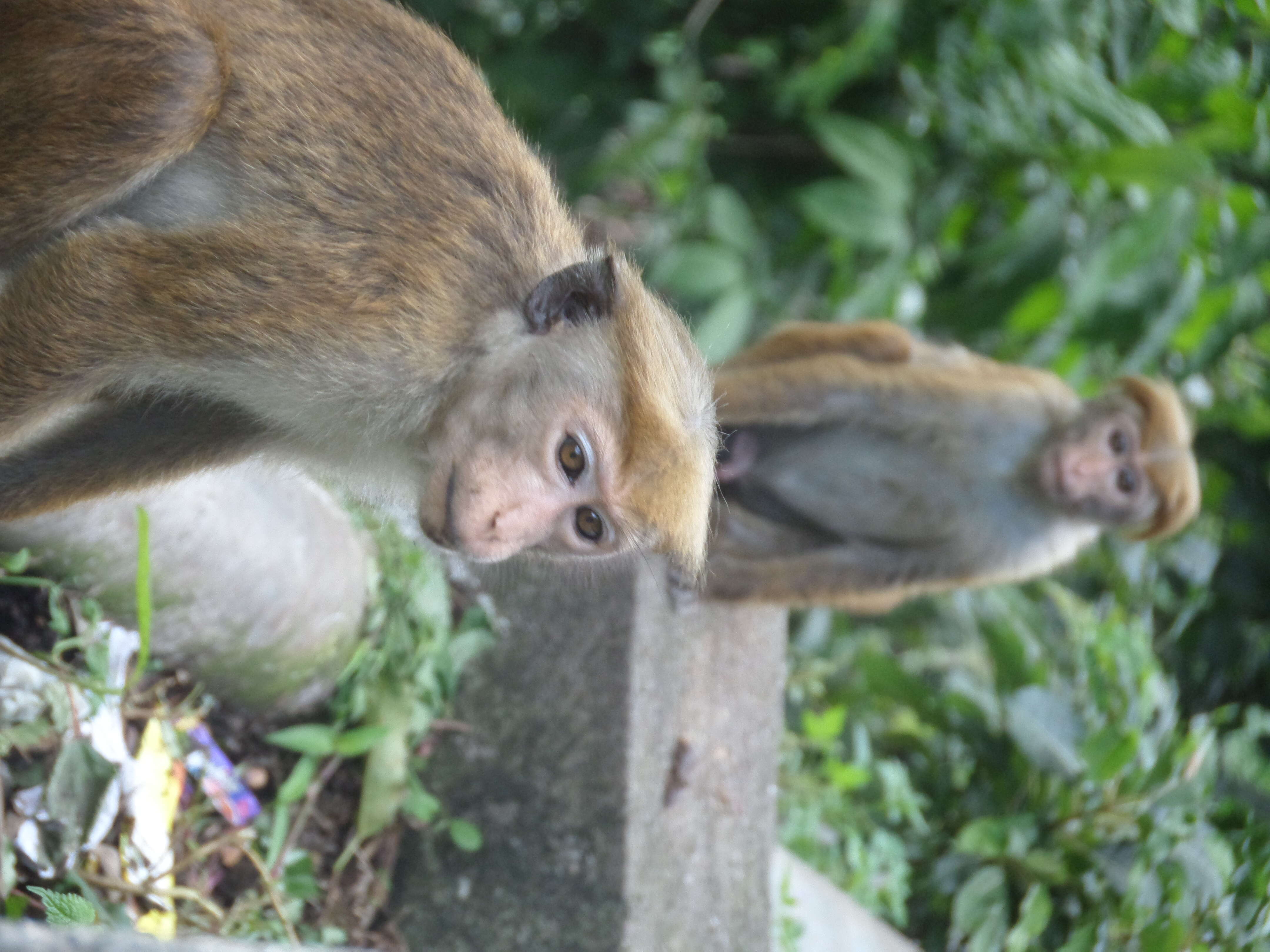 Image of Toque macaque