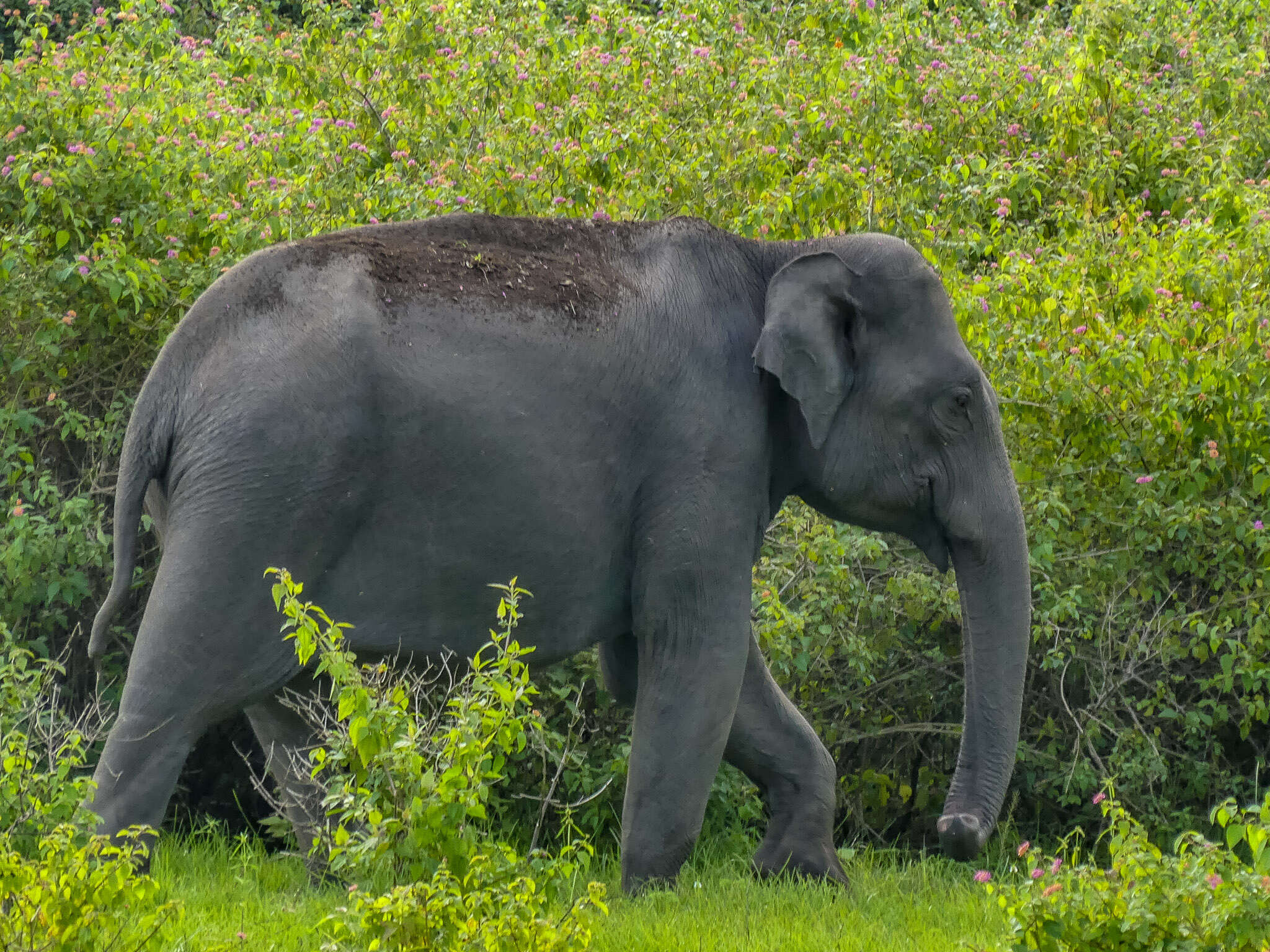 Image of Elephas Linnaeus 1758