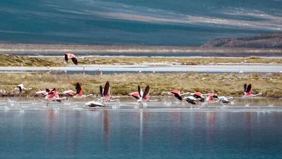 Imagem de Phoenicopterus chilensis Molina 1782