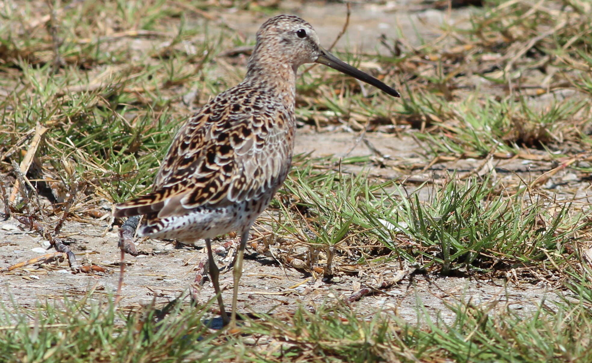 Image of Short-billed Dowitcher