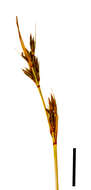 Image of bog-rush