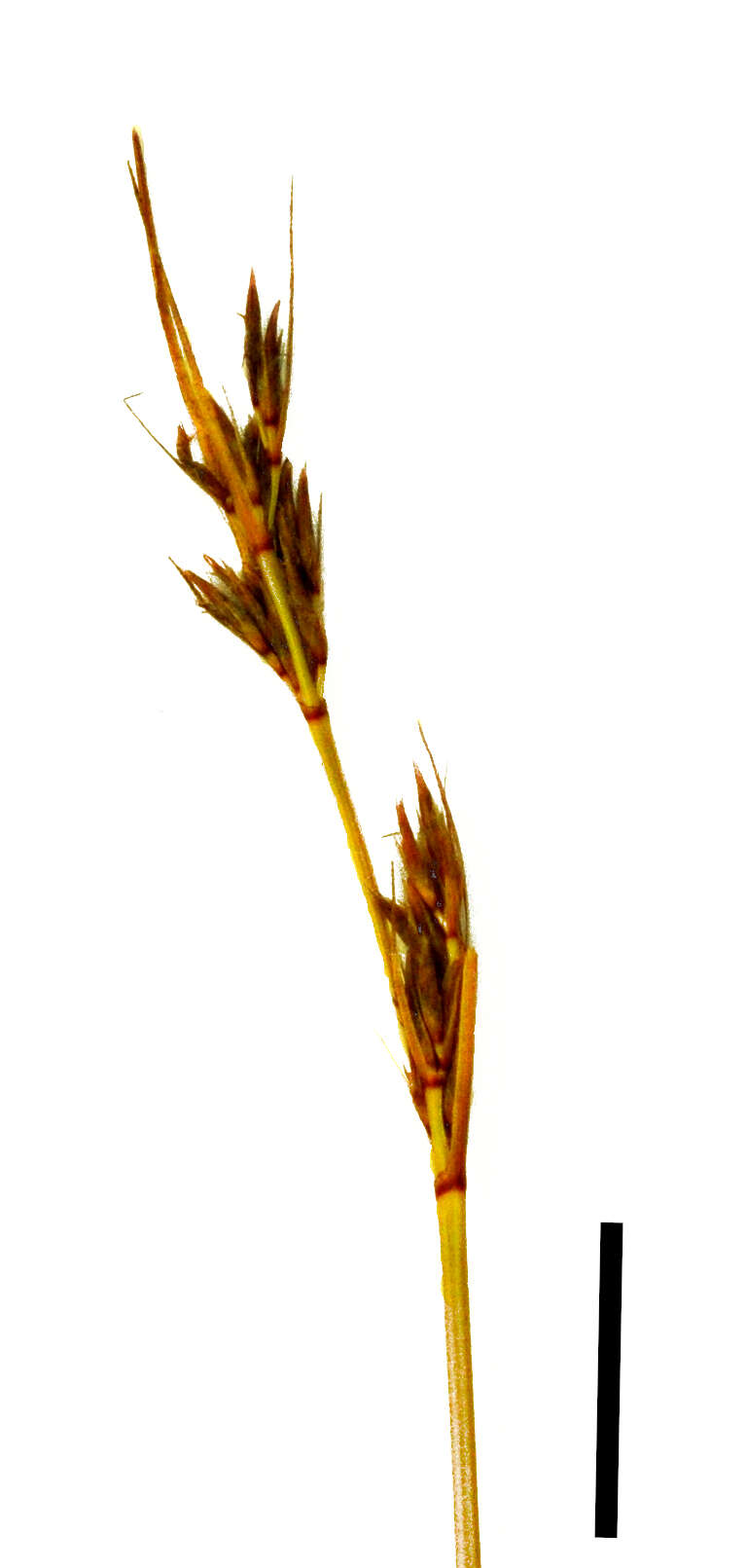 Image of bog-rush