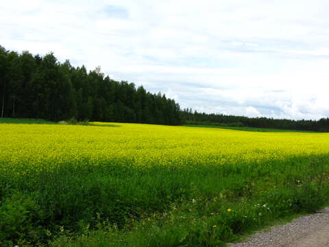 Image of Brassica rapa subsp. oleifera