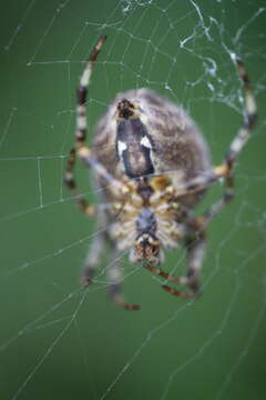 Image of Garden spider