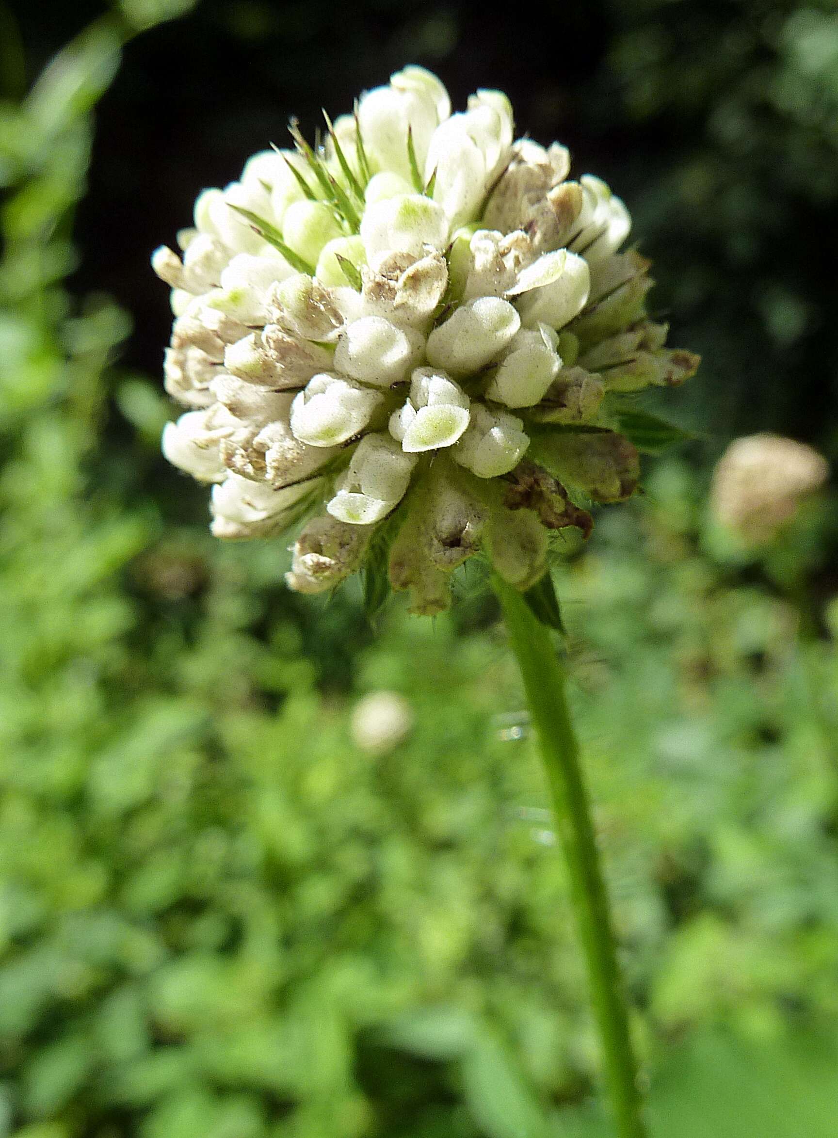 Image of small teasel