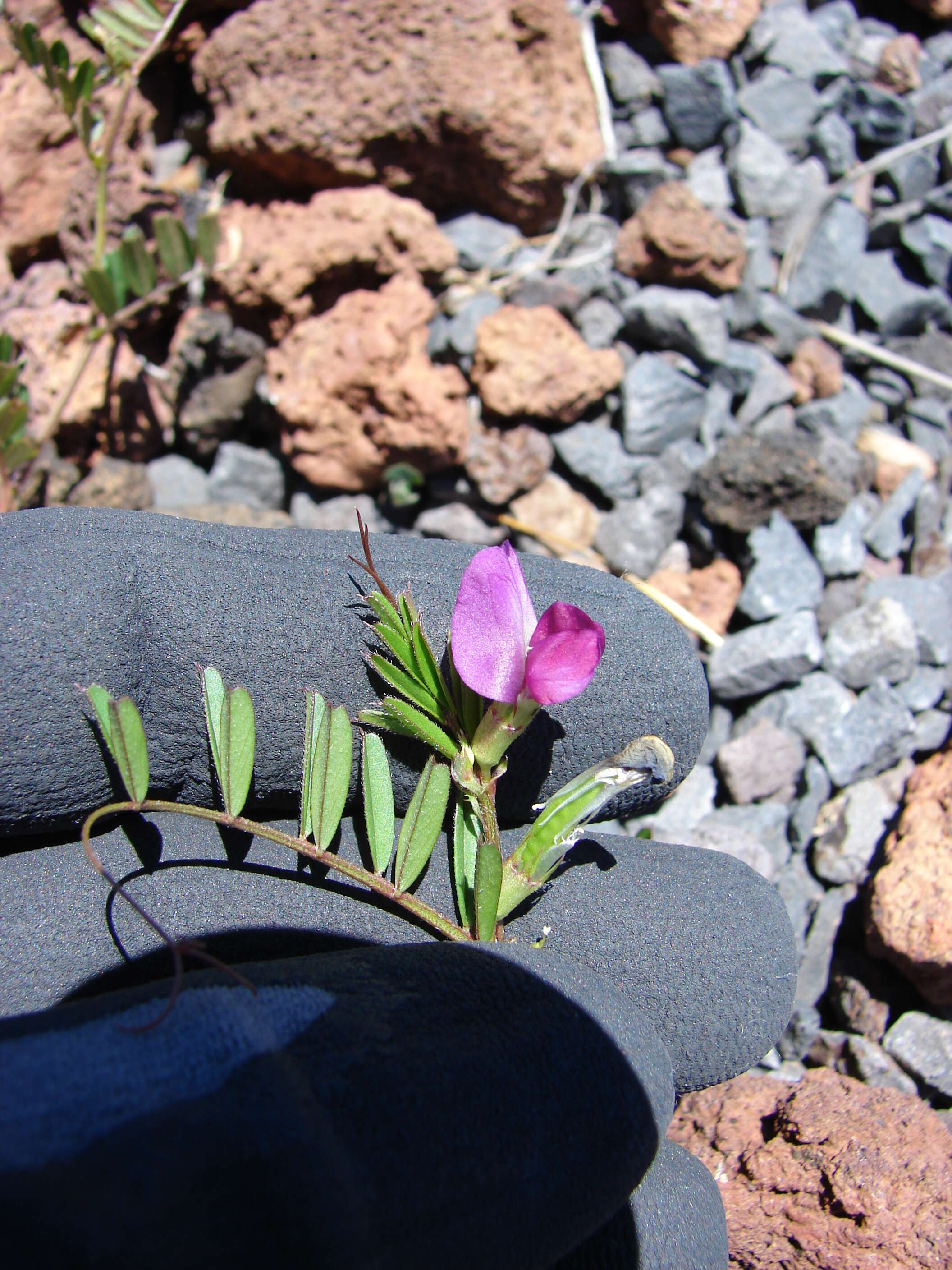 Image of Common Vetch