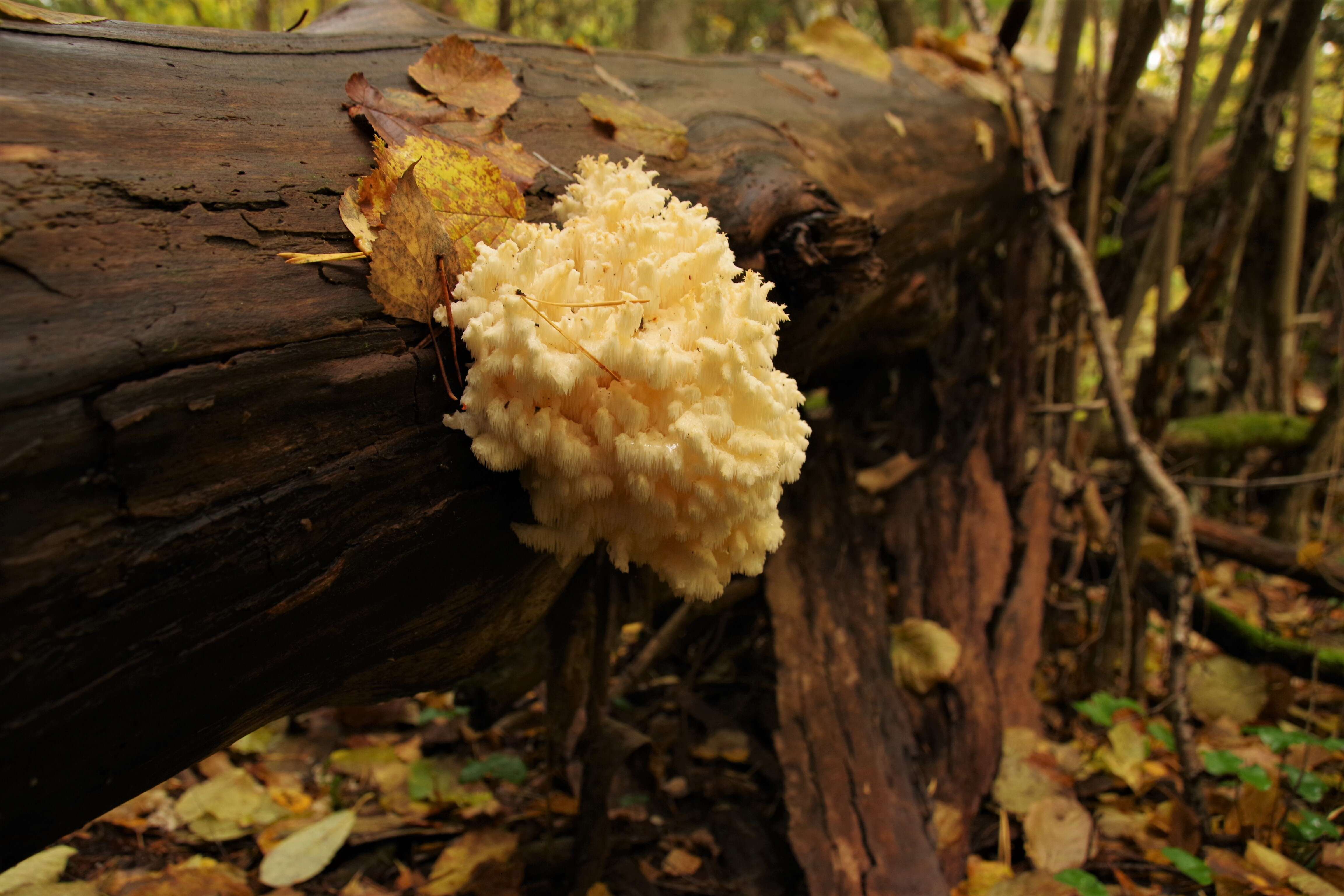 Hericium coralloides (Scop.) Pers. 1794 resmi