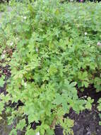 Image of Thunberg's geranium