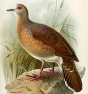 Image of Large-tailed Dove