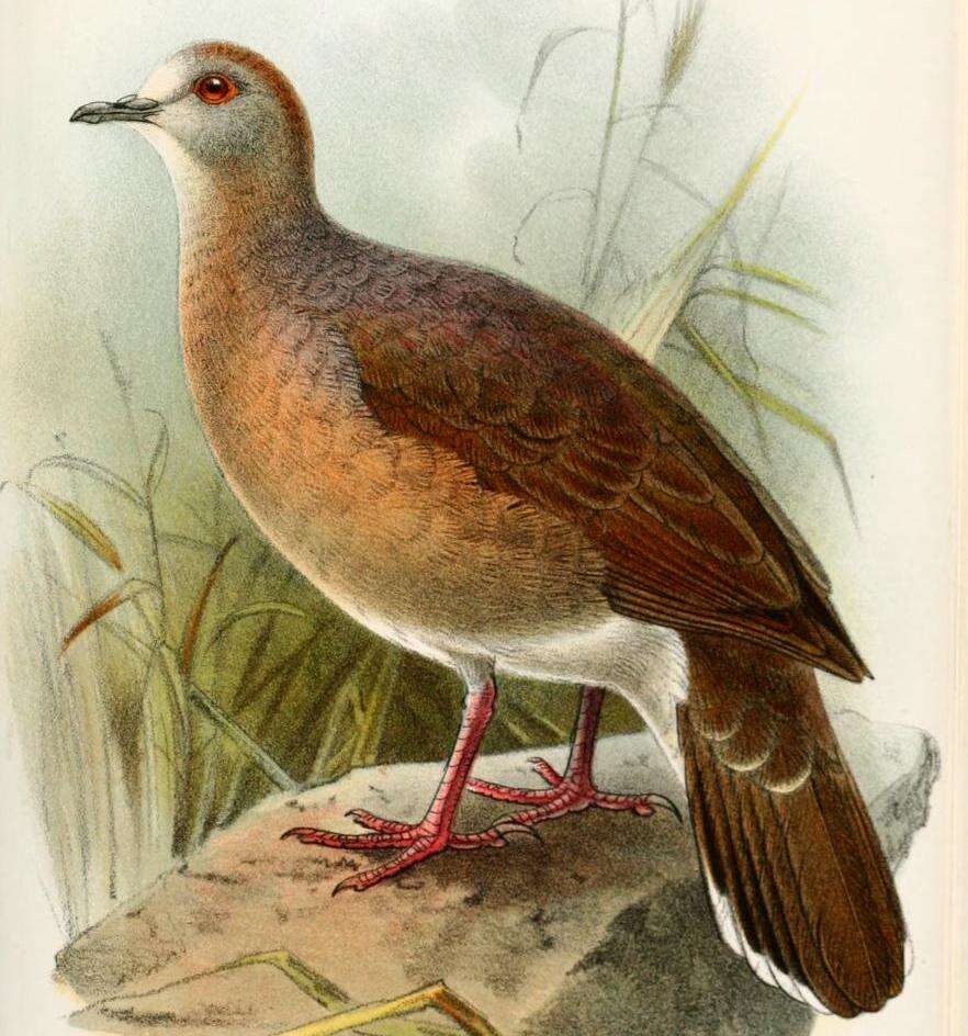 Image of Large-tailed Dove