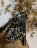 Image of The Laugher Moth