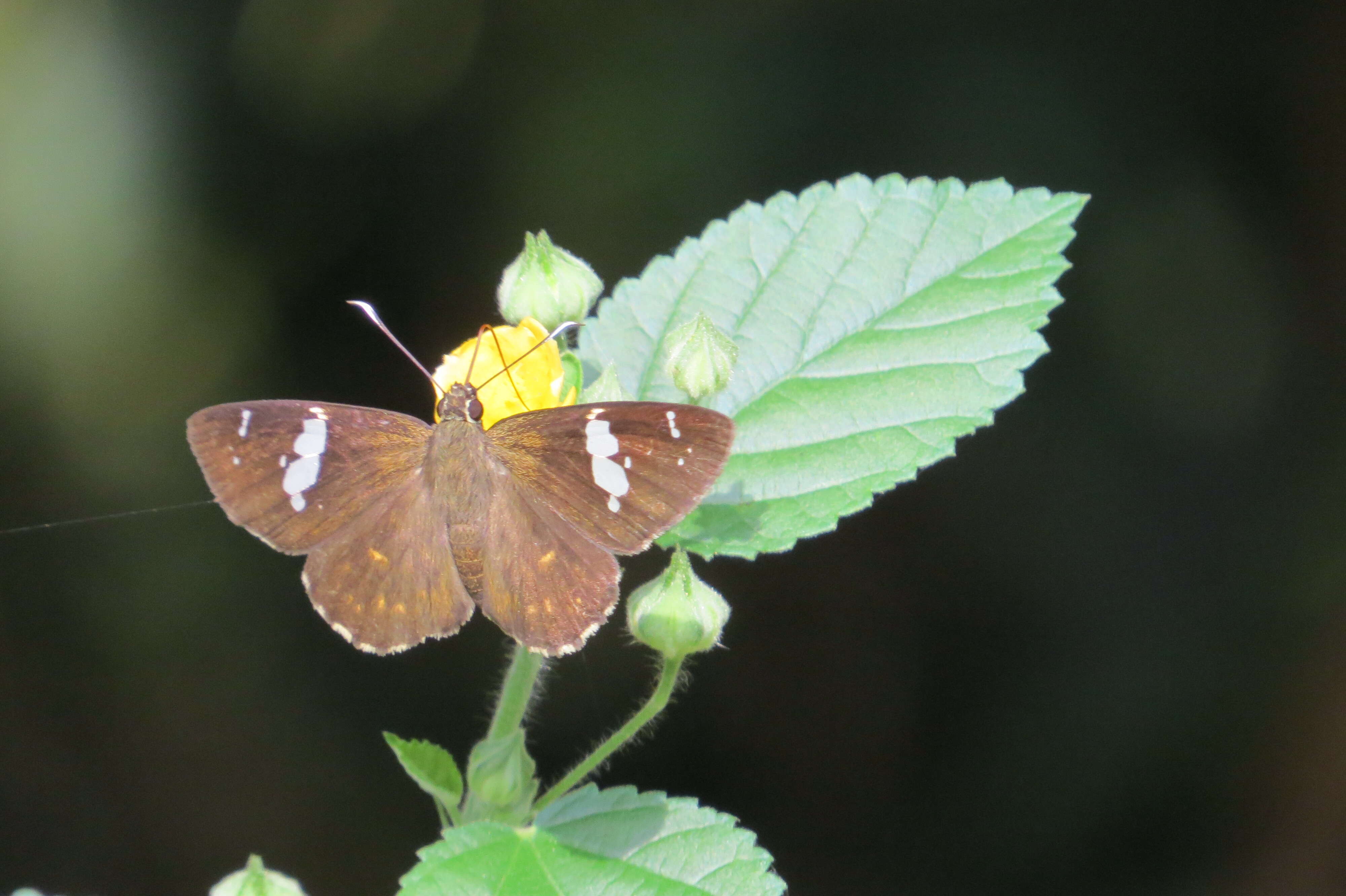 Celaenorrhinus leucocera Kollar 1848 resmi