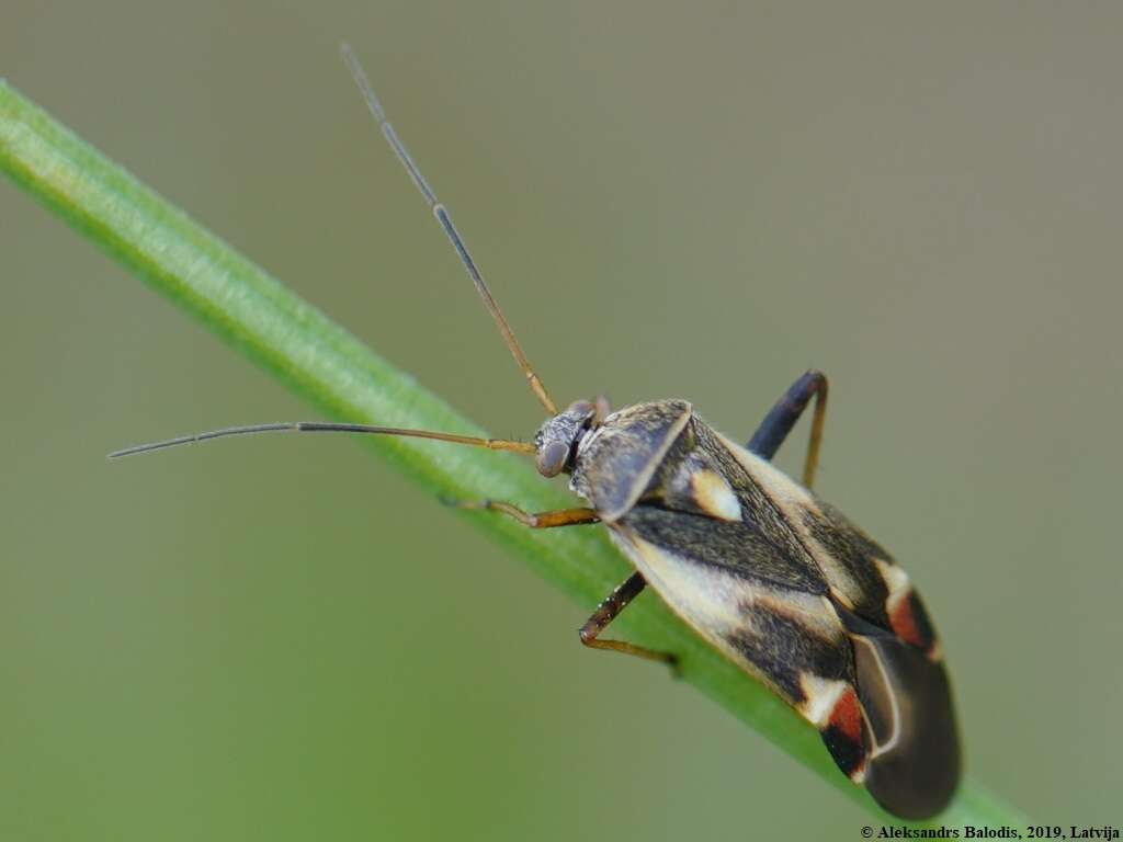 Image of Polymerus unifasciatus (Fabricius 1794)