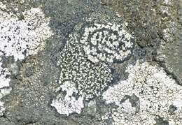 صورة Rhizocarpon geographicum (L.) DC.