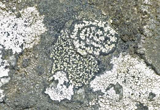 Image of Yellow map lichen;   World map lichen