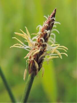 Image of Common Spike-rush