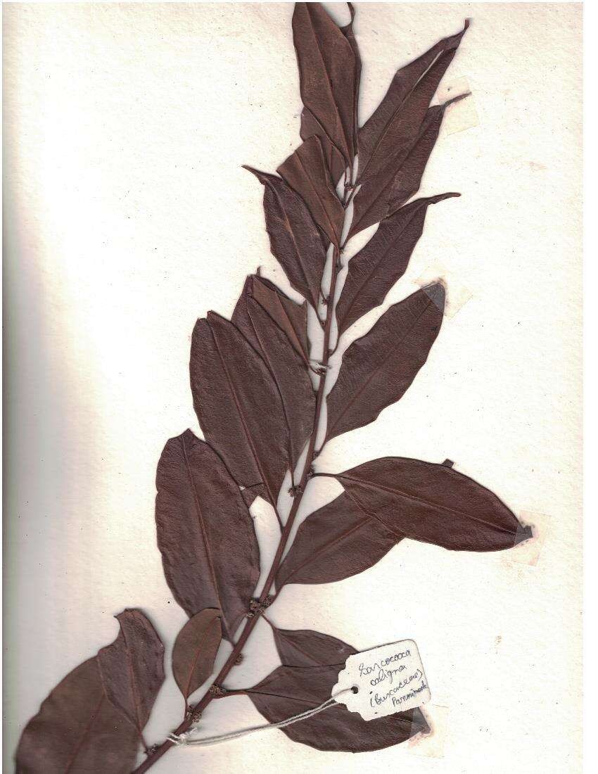 Image de Sarcococca saligna (D. Don) Müll. Arg.