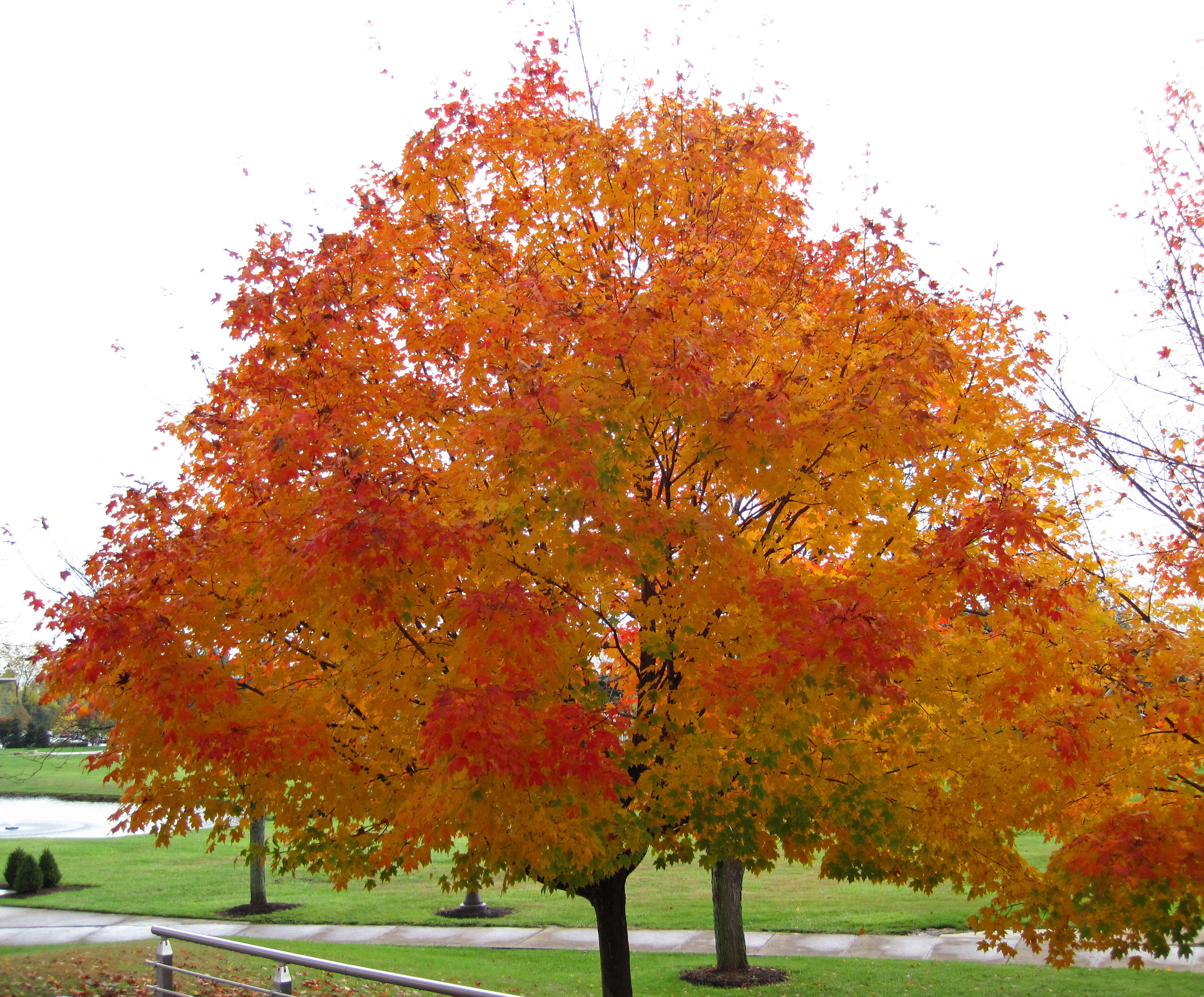 Image of sugar maple