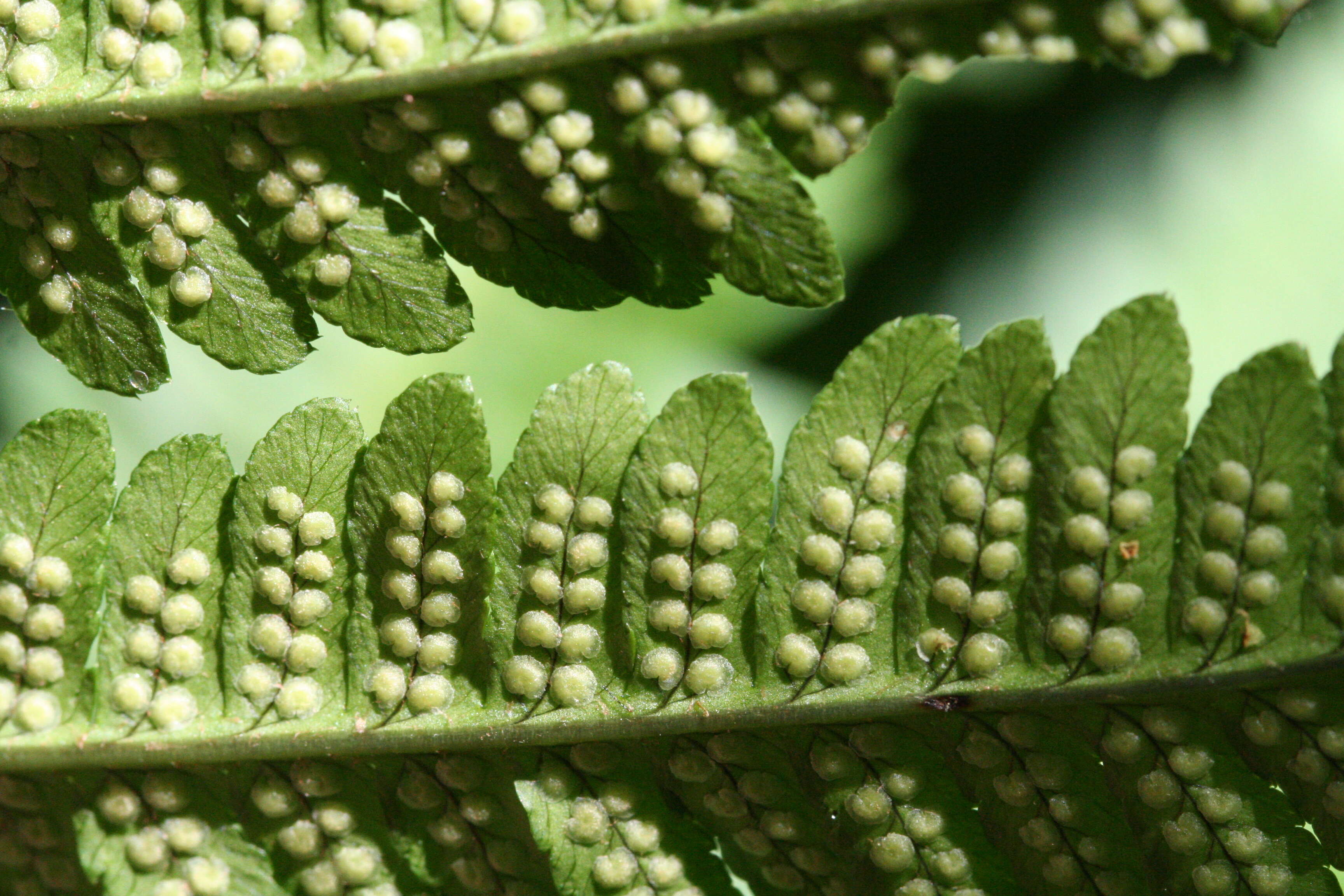 Image of Dryopteris goldieana