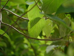 Image of Colquhounia coccinea Wall.