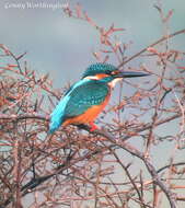 Image of Common Kingfisher