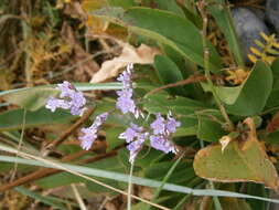 Image of Mediterranean sea lavender