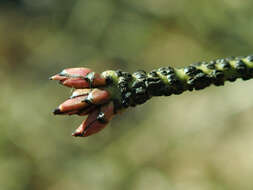 Image de Euonymus verrucosus Scop.