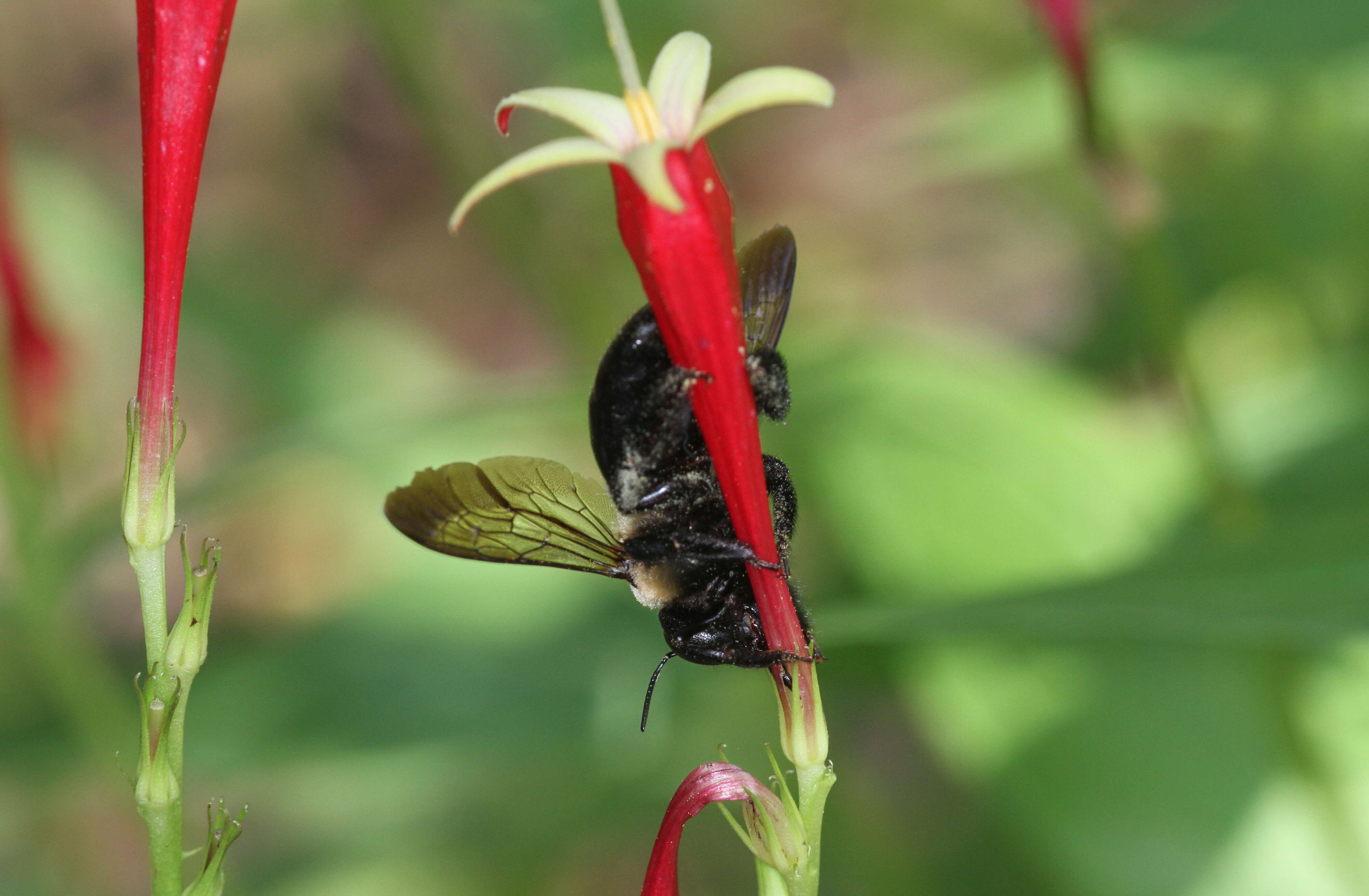 Plancia ëd Spigelia marilandica (L.) L.