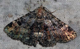 Image of Common Fungus Moth