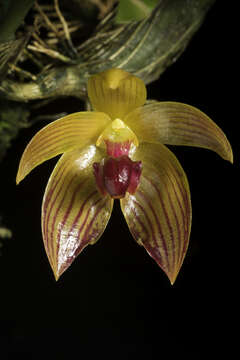 Image of Bulbophyllum pustulatum Ridl.