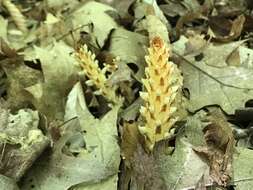 Image of alpine cancer-root