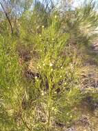 Image of desertbroom