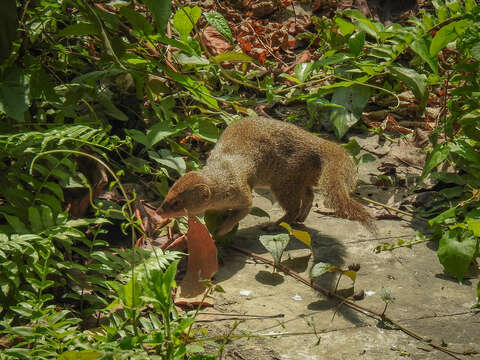 Image of Indian Gray Mongoose