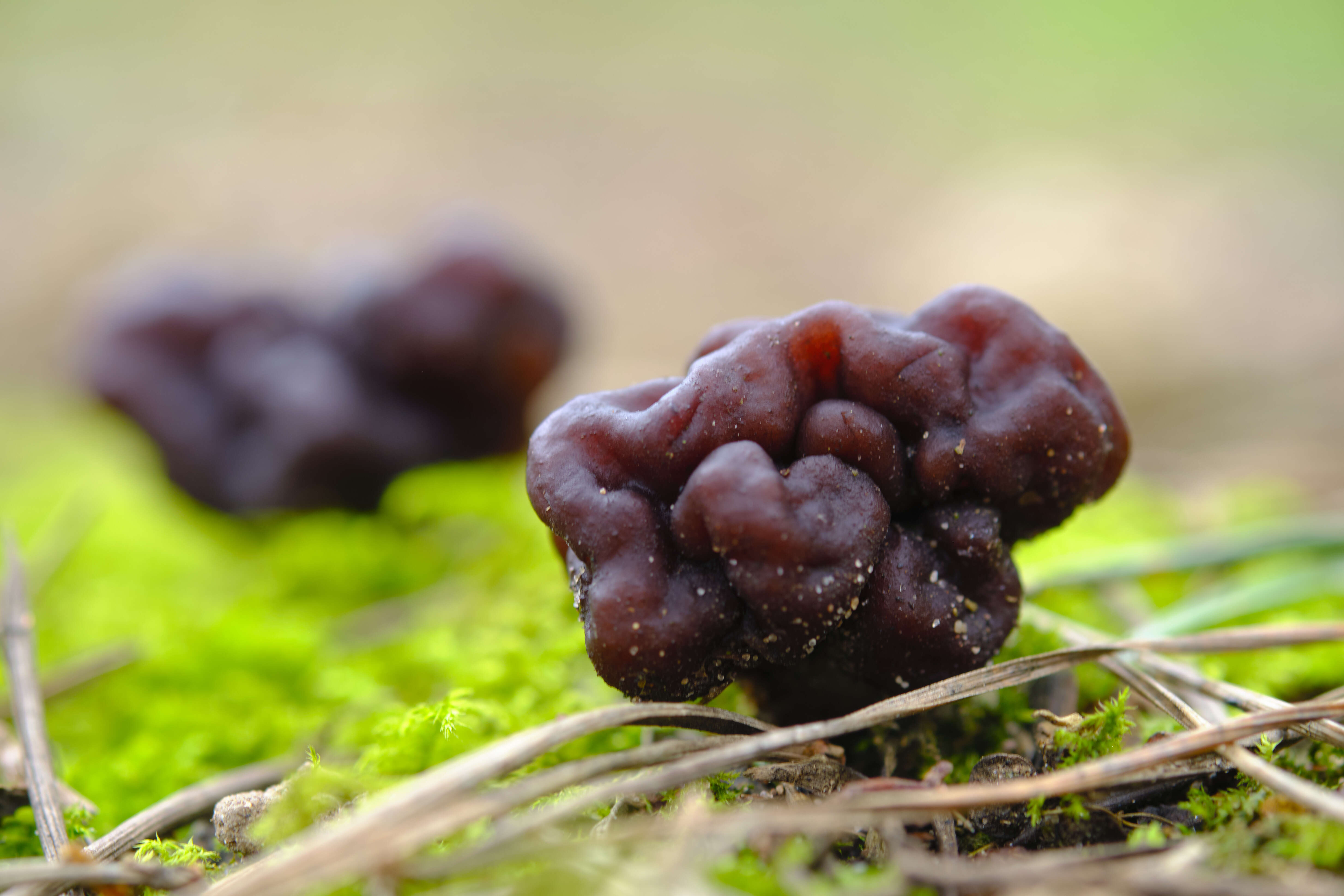 Image of Gyromitra esculenta (Pers.) Fr. 1849