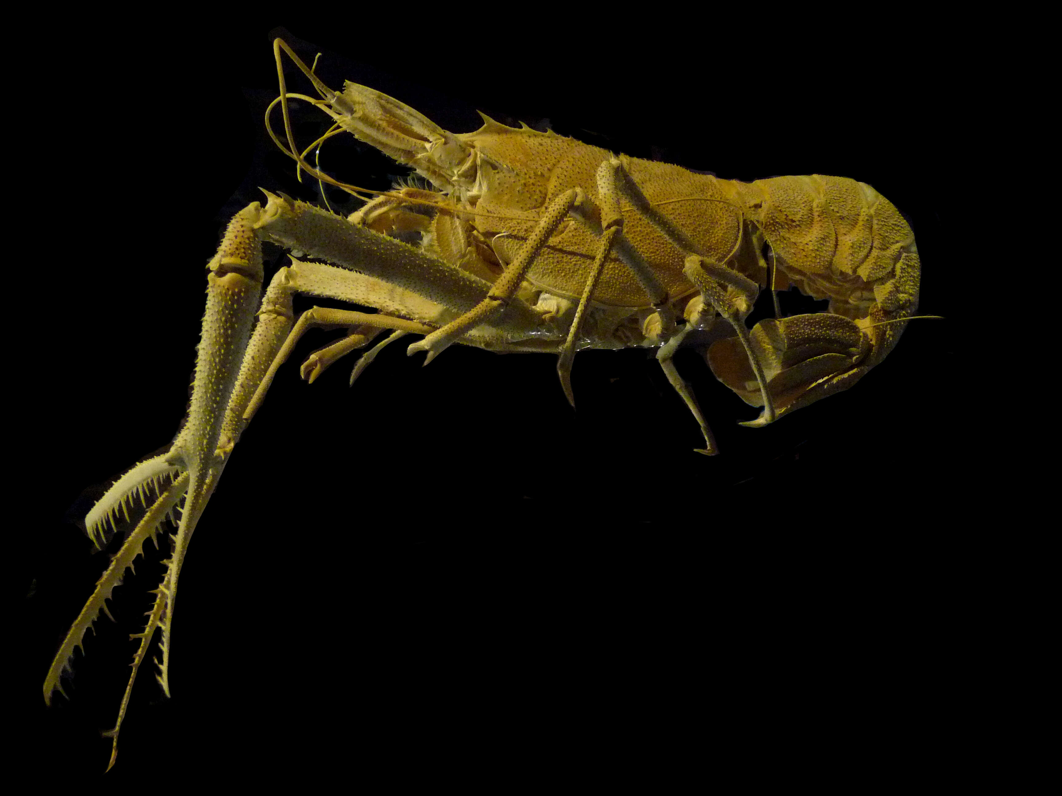 Image of Acanthacaris Spence Bate 1888