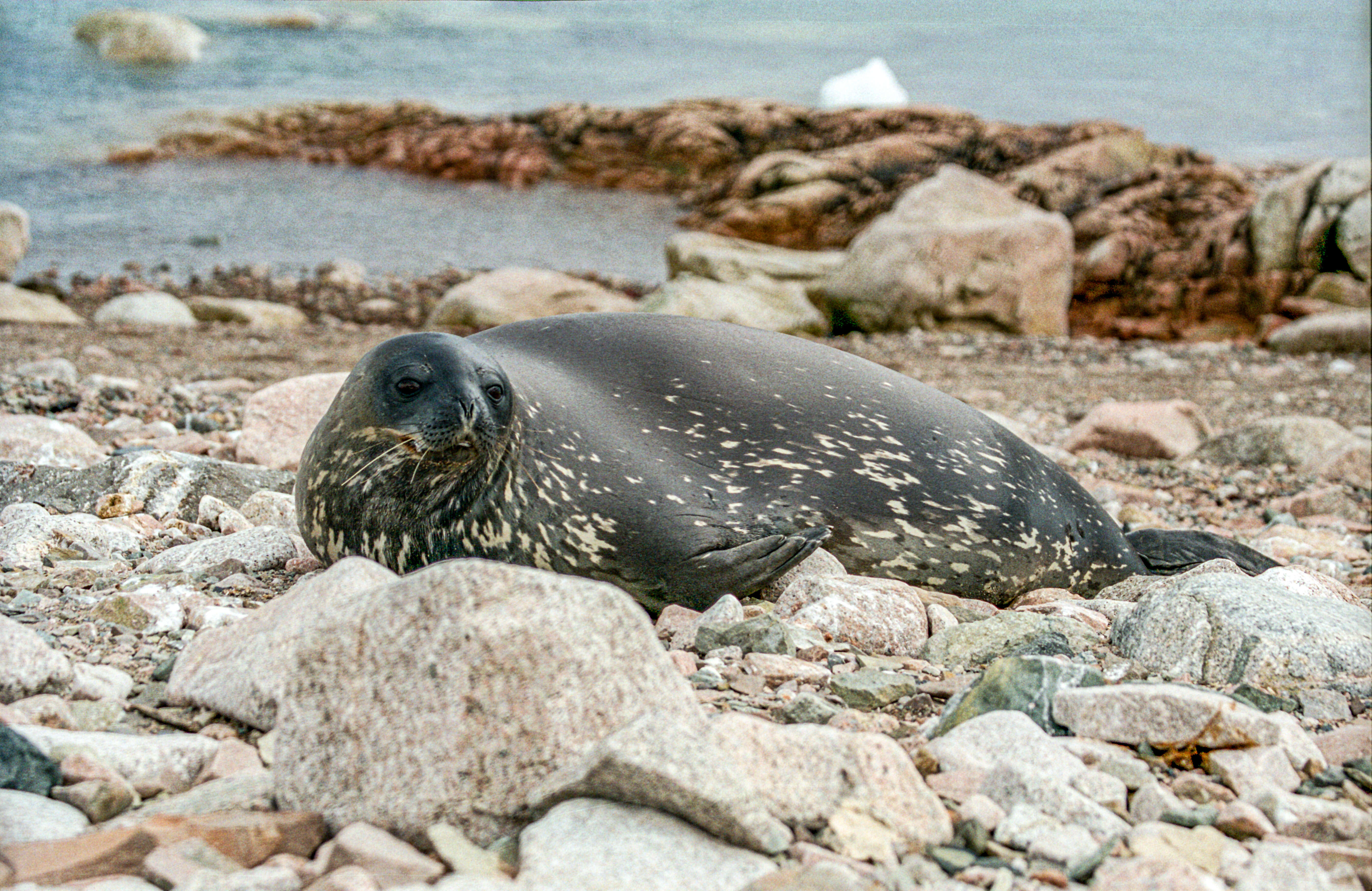 Image of Weddell seal