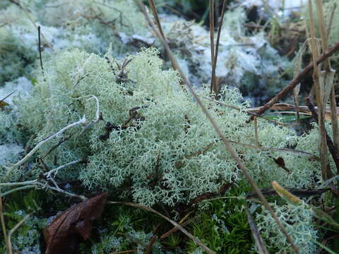 Image of Reindeer lichen