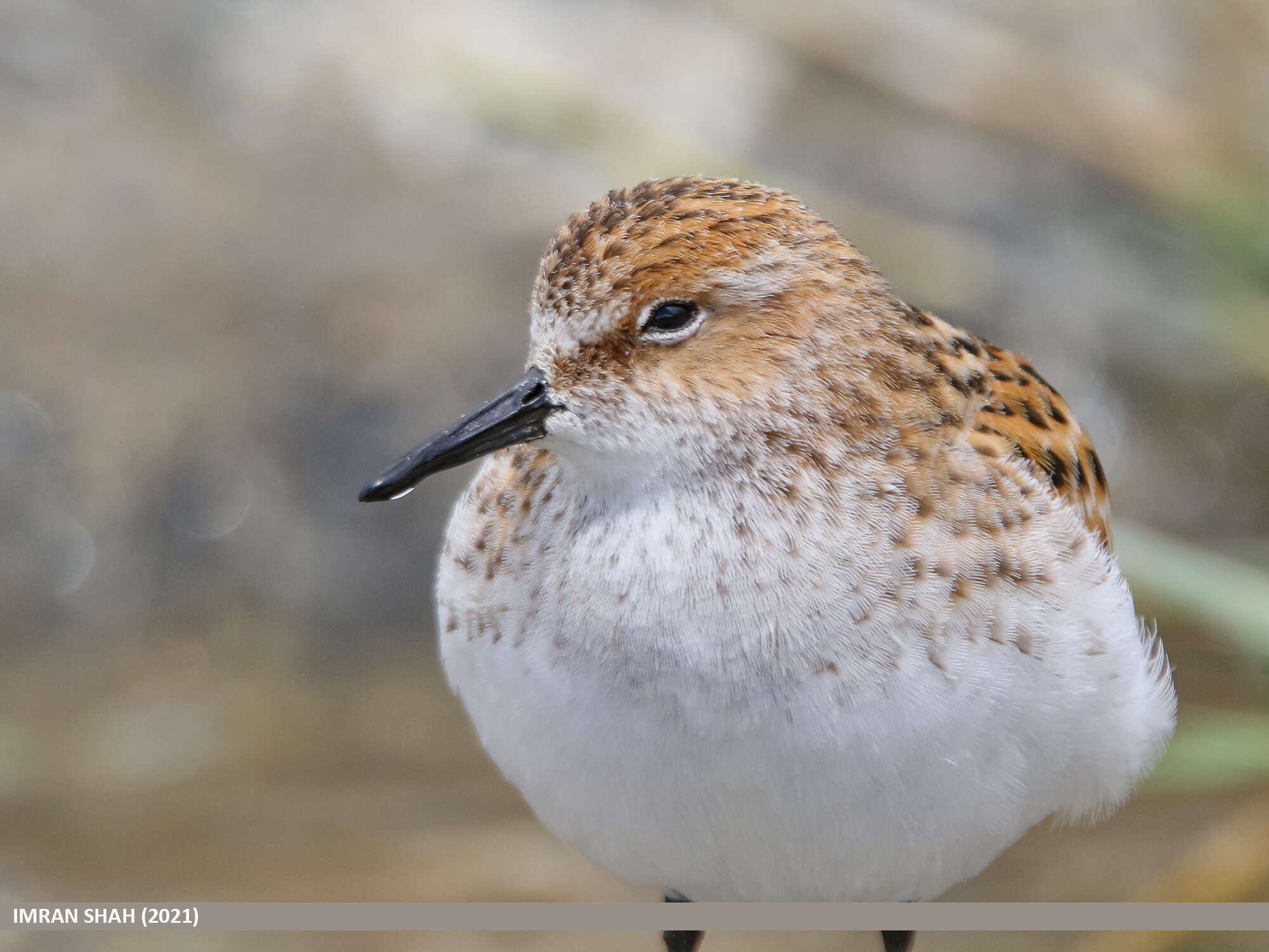 Imagem de Calidris minuta (Leisler 1812)